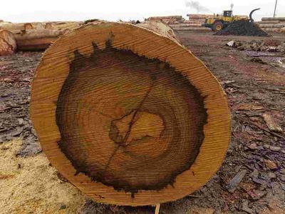 Van boom tot tafel… - Houtexclusief Waddinxveen, Exclusief hout uit voorraad leverbaar