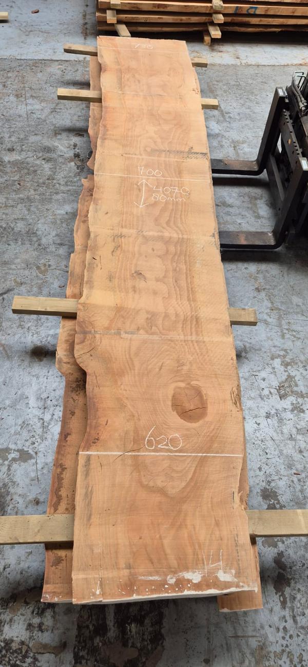 Libanon Cedar 14 Libanon Cedar