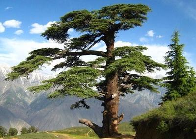 Libanon cedar - Houtexclusief Waddinxveen, Exclusief hout uit voorraad leverbaar