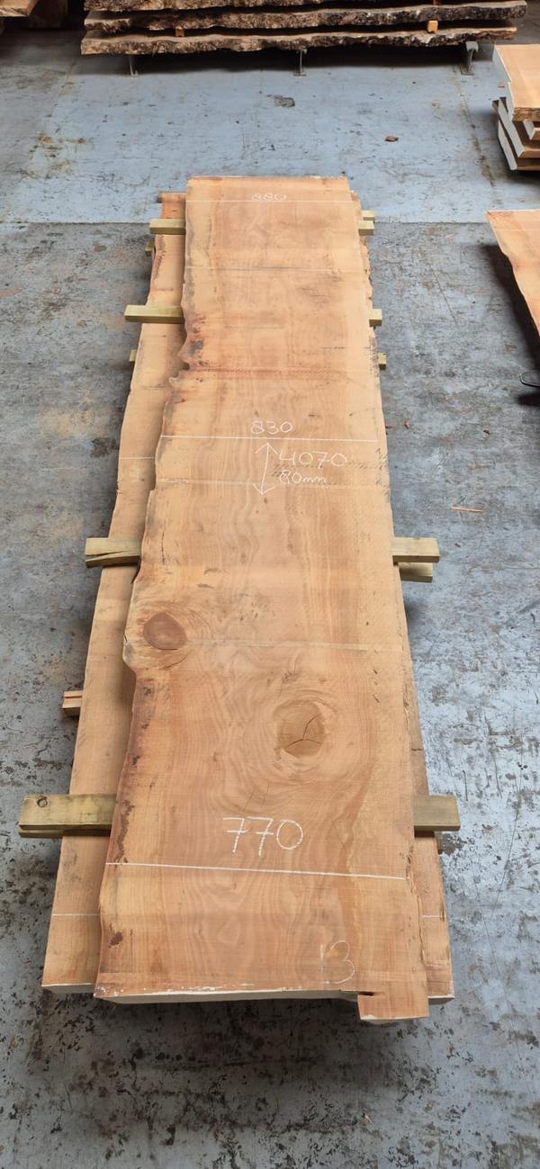 Libanon Cedar 13 Libanon Cedar