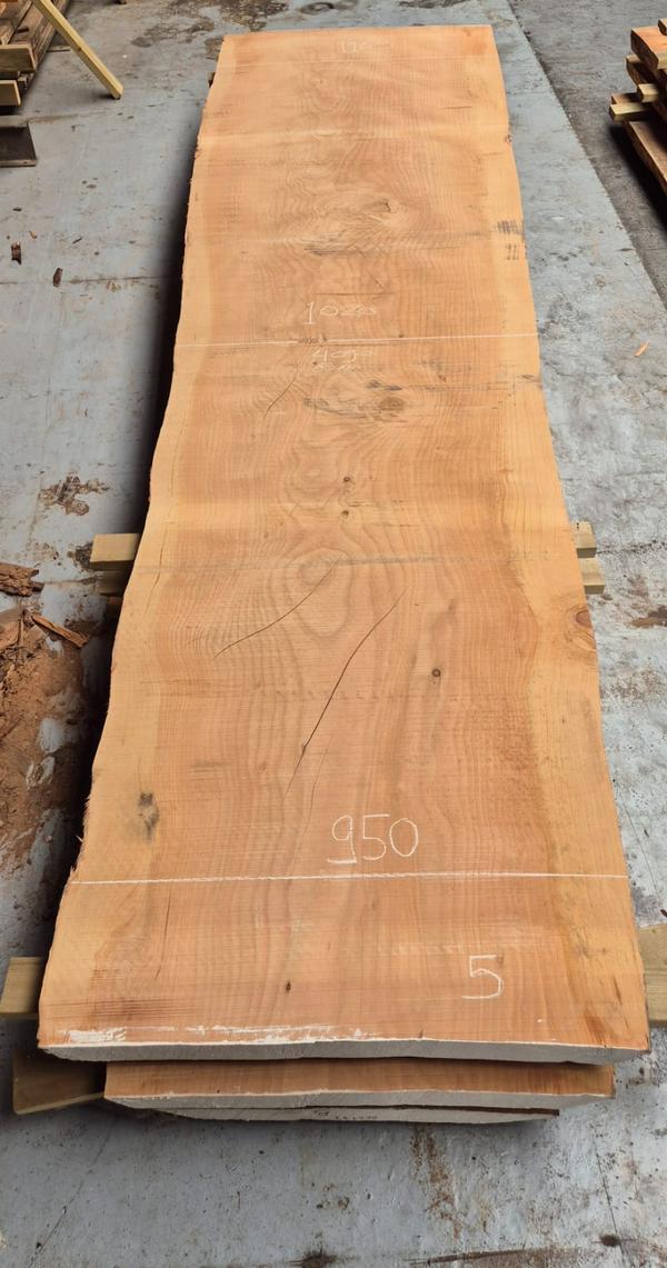 Libanon Cedar 5 Libanon Cedar