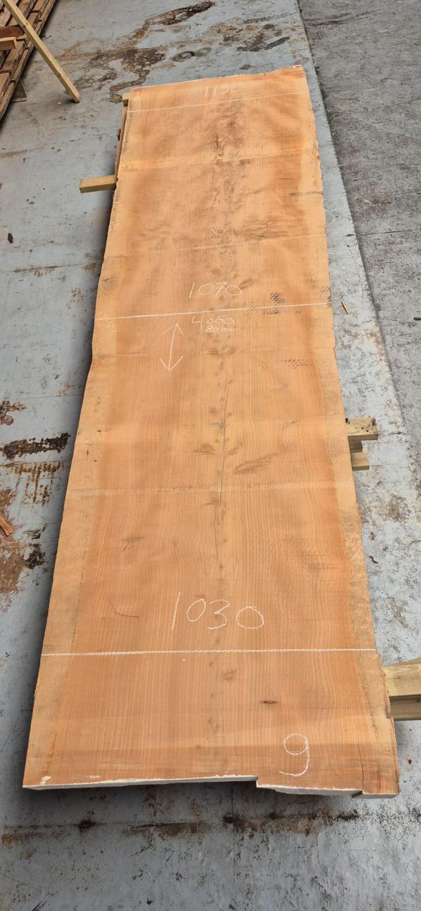 Libanon Cedar 9 Libanon Cedar